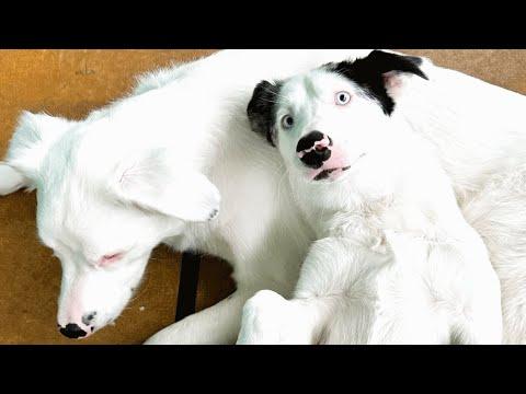 Deaf puppy is so protective of her blind brother #Video