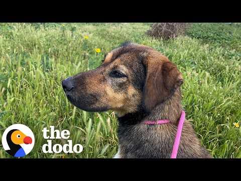 Stray Dog Mom Asks Humans To Help Her Puppies Trapped Underground #Video