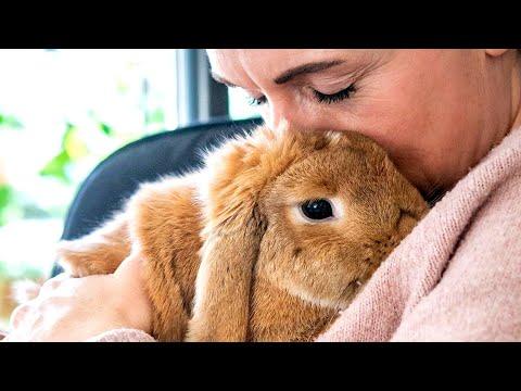 Kids got bored of this bunny. So she lost her family. #Video