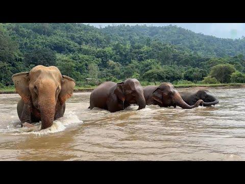 The Herd Plays Happily in the River Together – ElephantNews