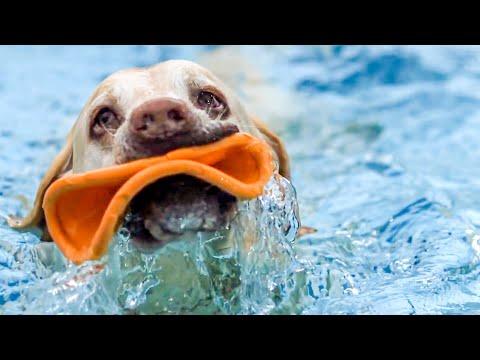 Adorable Underwater Dogs In Slow Motion