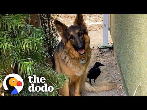 Rescue Crow Goes On Walks With His Favorite German Shepherd #Video
