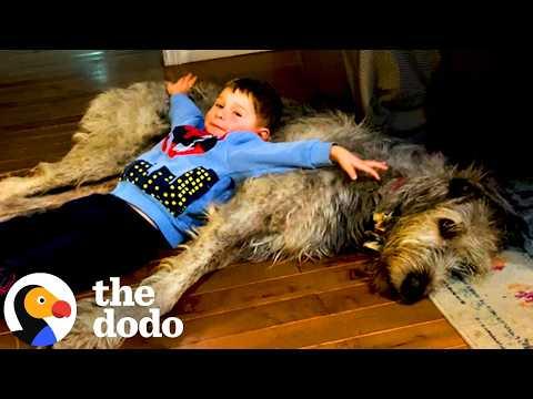 140-Pound Wolfhound Is Convinced He's A Lap Dog #Video