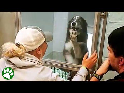 Lost dog realizes his family found him #Video