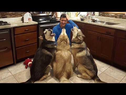 Don't Count On These Huskies To Drop The Drama! #Video