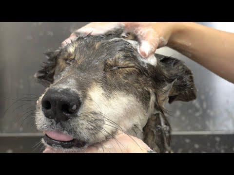 What your pet groomer doesn't tell you... #Video