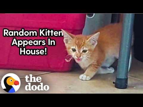 Woman Finds A Kitten With Broken Leg In Her House  #Video