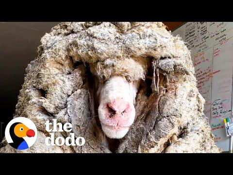 Sheep Covered In 80 Pounds Of Wool Makes Most Amazing Transformation #Video