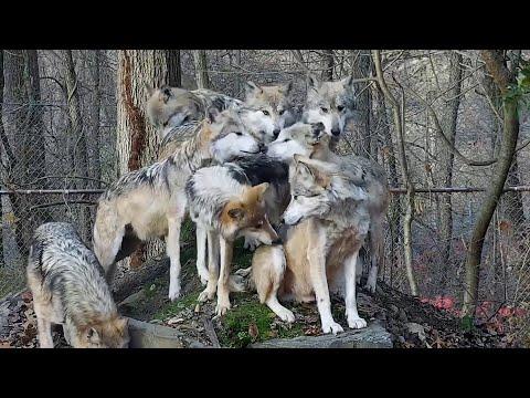 How Wolves Greet One Another #Video