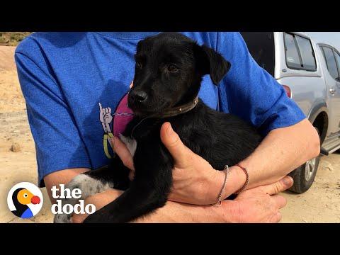 Limping Puppy Found In Garbage Dump Is Thriving Now #Video