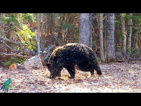 Funny black bear rolling around in sawdust #Video
