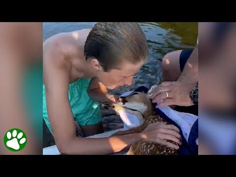 Young man saves baby fawn with CPR #Video