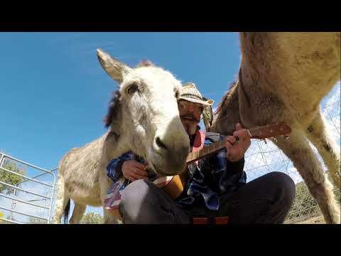 Hazel the donkey loves the classic rock songs #Video