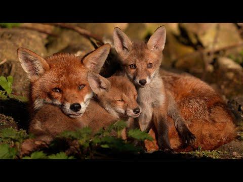 Fox Family Take a Nap | Robert E Fuller #Video