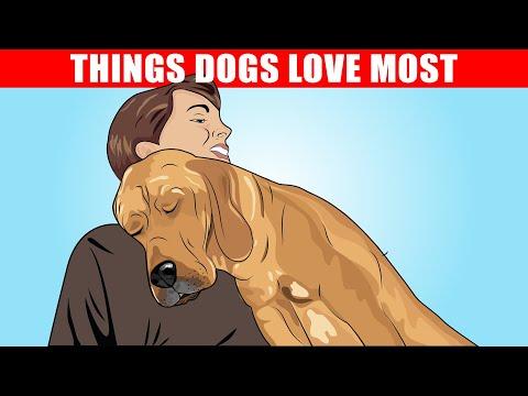 15 Things Dogs Love the Most #Video