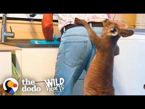 Family Of Rescue Kangaroos Act Like Toddlers Video | The Dodo Wild Hearts