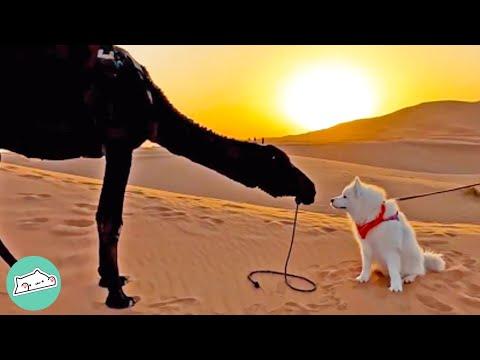 Couple Takes Samoyed Traveling the World in a Van and He Loves It #Video