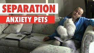 Separation Anxiety Pets