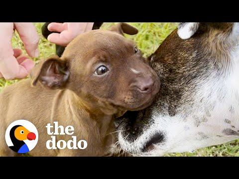Abandoned Pittie Puppy Watches Her Family Grow #Video