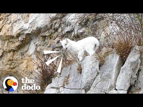 Goat Mom Waits for Baby to be Rescued from Cliff #Video