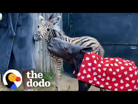 Baby Zebra Begs For Mud Baths With Her Rhino Sister #Video