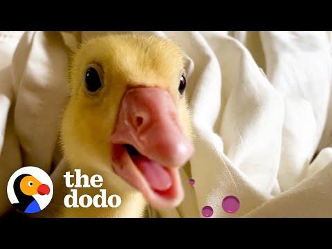 Baby Goose Learns to Walk Again And Refuses to Leave Her Mom’s Side #Video