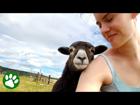 Orphaned lamb walks right up and says 'hey, let's be friends' #Video