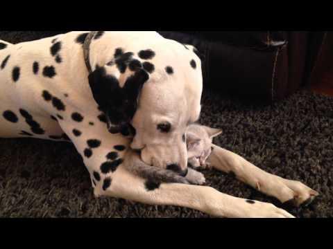 Gentle Dalmatian Dog Cuddles With Tiny Kitten