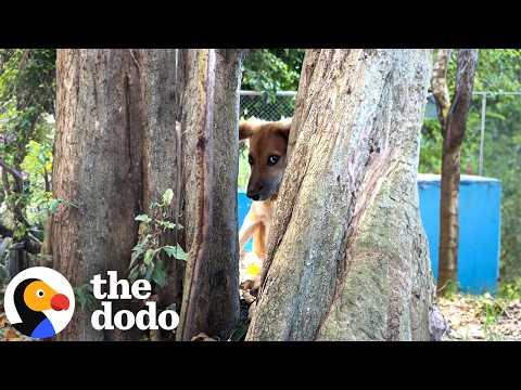 Feral Puppies Won't Let People Near Them Until... #Video