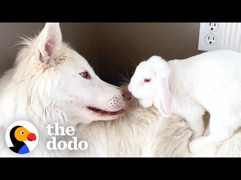 Dog Can't Stop Smiling When He Gets A Bunny Sister #Video
