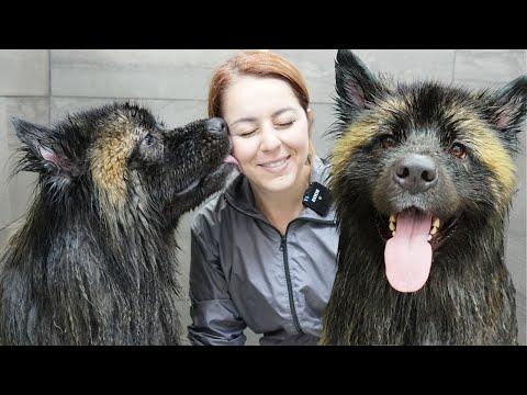 Today I fell madly in love - Girl With Dogs #Video