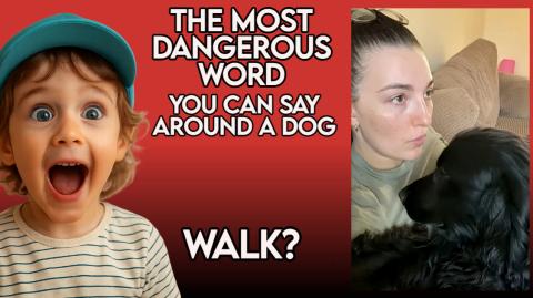 The Most Dangerous Word You Can Say Around a Dog #Video