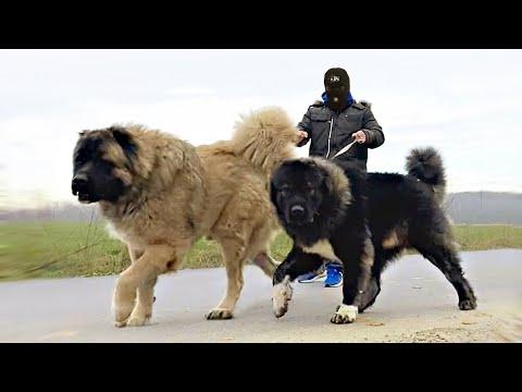 These Are The 10 Strongest Asian Dog Breeds Video
