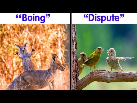 The Best Entries Into The Comedy Wildlife Photography 2023 #Video