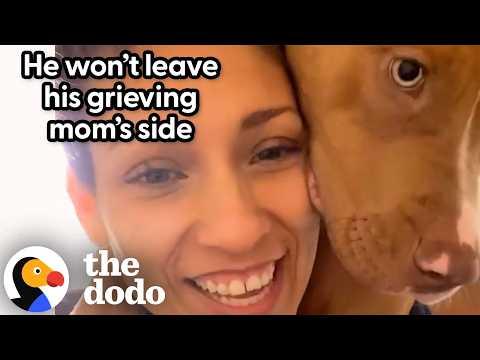 Sometimes Snuggly Pitties Are The Best Medicine #Video