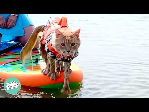 Every Time Family Goes Swimming This Maine Coon Divers Right In #Video