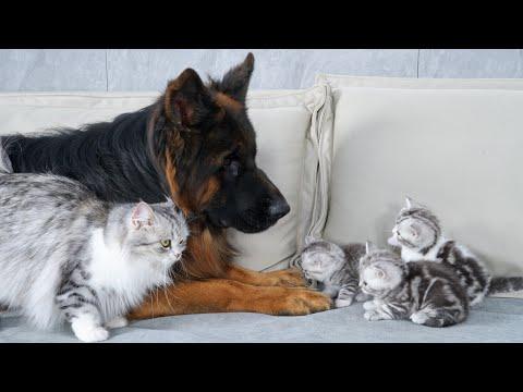 Mom Cat Shows Her Kittens The German Shepherd Is Safe #Video