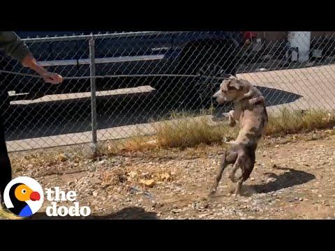 5-Year-Old Neighbor Fed This Dog Until He Was Rescued