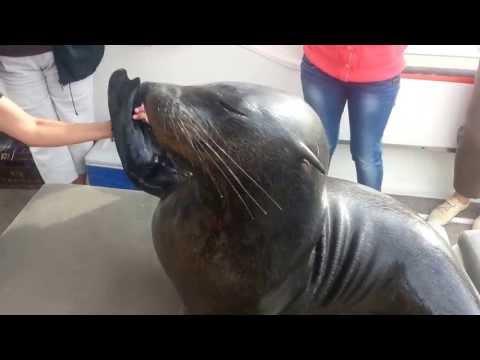 Seal Climbs On Boat And Entertains Tourist