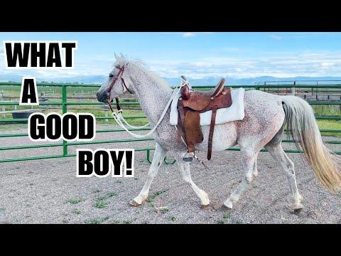 Riding my new Auction HORSE! - The Clever Cowgirl #Video
