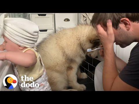 World's Most Adorable Family Brushes Their Teeth Together Video