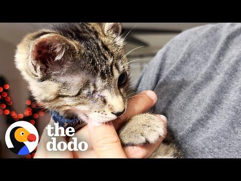 Guy Surprises Wife With A Tiny One-Eyed Kitten #Video