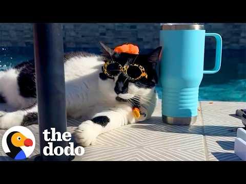 22-Pound Cat Loses 10 Pounds Thanks To Her Love Of Food