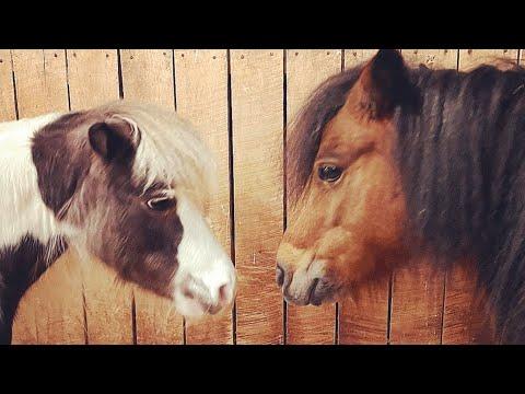 Grieving horse finally makes a new friend #Video