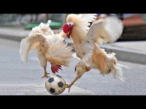Funny Chickens & Roosters – Rooster vs Dog & Cat Videos – Cute Chicken Video