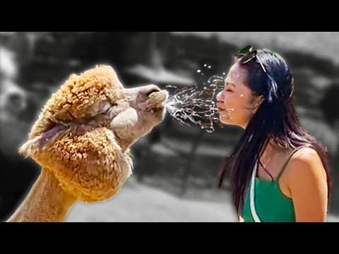 Alpaca Spits in Woman's Face. Your Daily Dose Of Internet. #Video