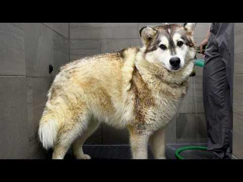 She Lost 10lbs of Fur...And Changed Colour #Video