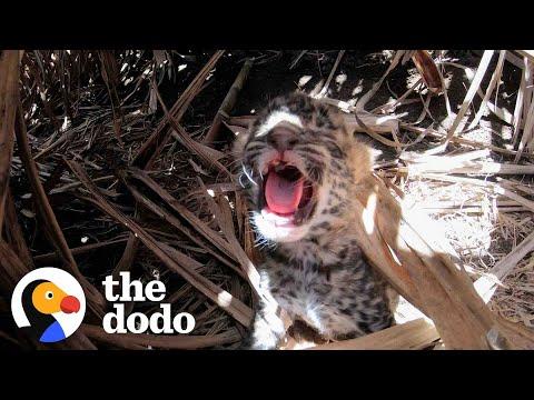 This Baby Leopard Was Found Crying For His Mom #Video