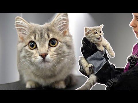 I Was Not Prepared For How Aggressive This Kitten Was... #video