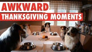 Most Awkward Thanksgiving Moments As Told By Pets